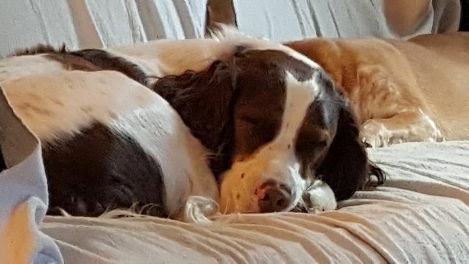 Taking a nap on a hot lazy day in SE AL.