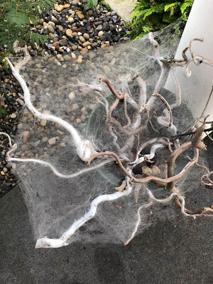 Glorious spider work covered with morning dew.