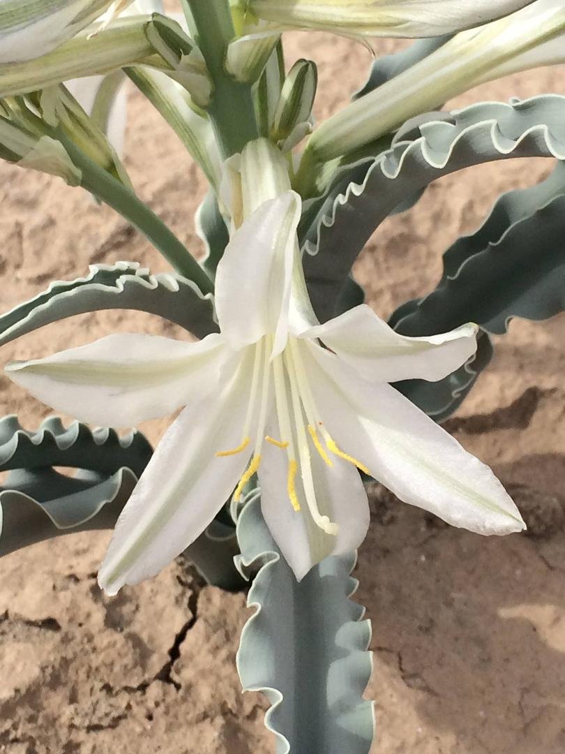 Desert Lilly Split Mountain