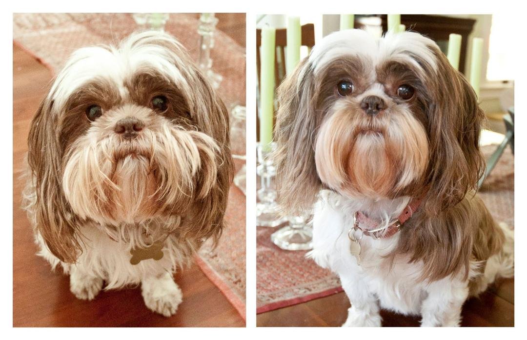 Sophie - before and after bath, trimming and combing.
It's torture for both she and I, but the outcome is well worth it.
She's silky, beautiful and smells good.