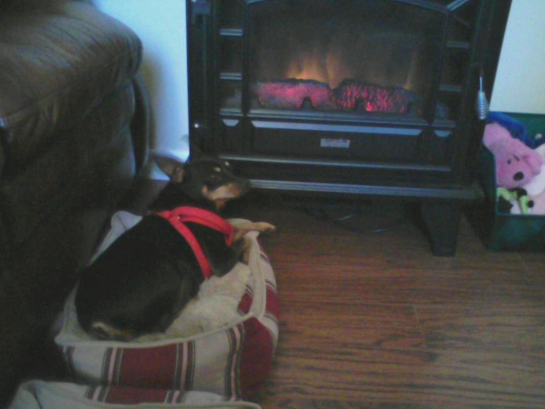 Diefer loves fireplace
Diefer loves fireplace