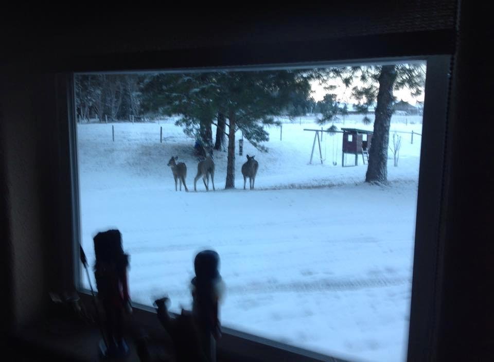What kind of Birds are these? Merry Christmas!