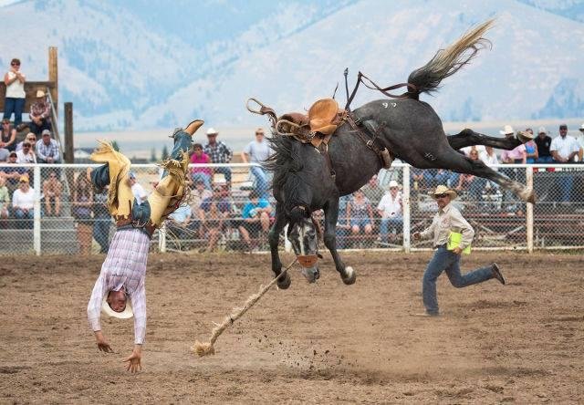 And the horse that jumped over the judge.