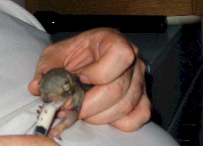 A baby squirrel we rescued from a cat, raised on puppy formula and soft released the following summer (09). I saw him and his girfriend in the apple tree this morning eating pumpkin seeds.
