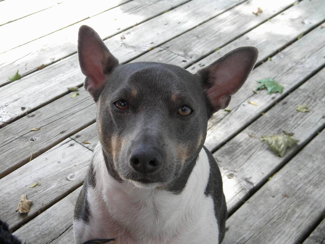 Just got home from the vet.  Poor Ziggy is almost blind soon to be totally.  I'm devastated.  How's he doing?  He just wants to know what's for dinner.  Dogs don't dwell in the past, neither do they worry about the future. 