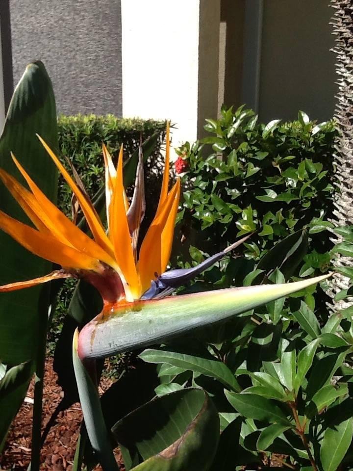 Bird of Paradise (sarasotaof course)