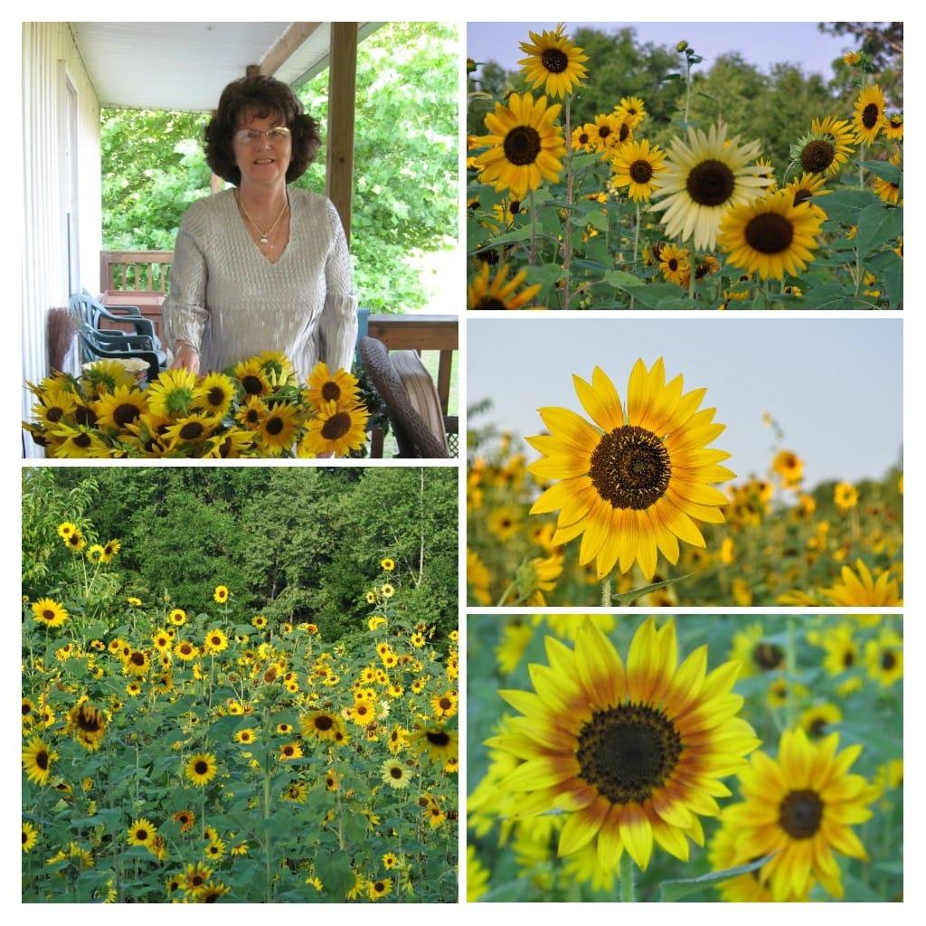 From the time machine back to June 11 2010 heading out to work with a basket full of sunflowers. The happiest flower, loved all the colors and varieties, the patch was my view waking each morning. Always brightened the resi