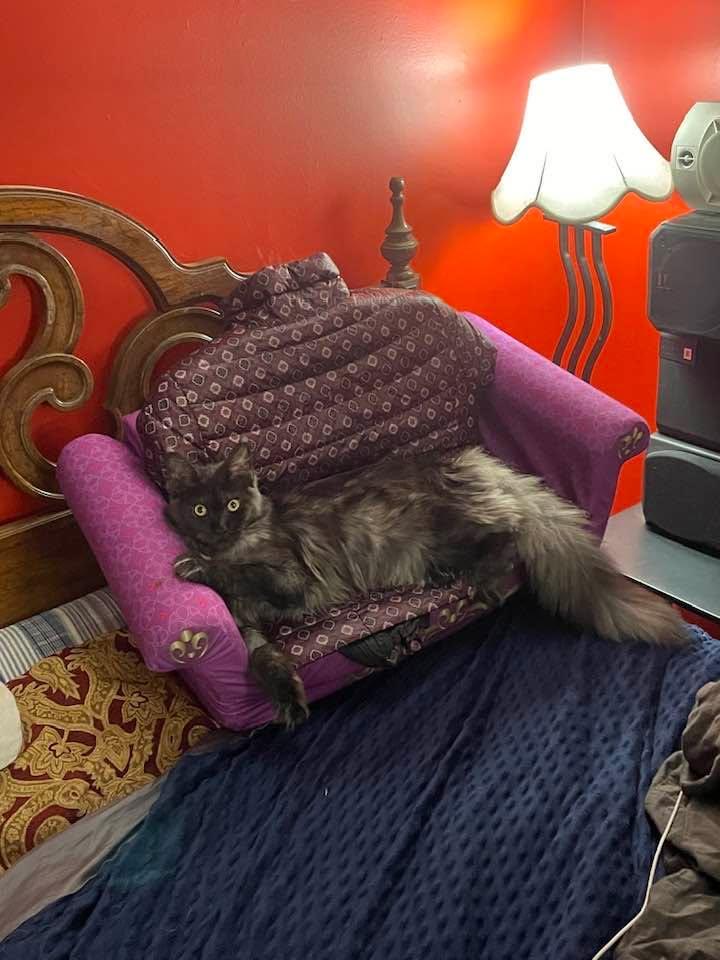 Just woke up and she was not on top of me! That couch might have to go!