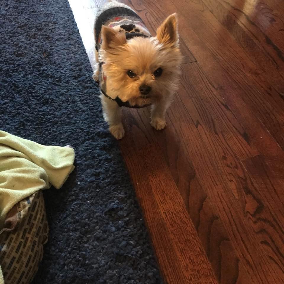 This is my Gizmo adopted from North Shore Animal League believe he was used as a stud but when he had a prostate problem they didn't want him anymore, he is 6 and a sweetie🐶❤