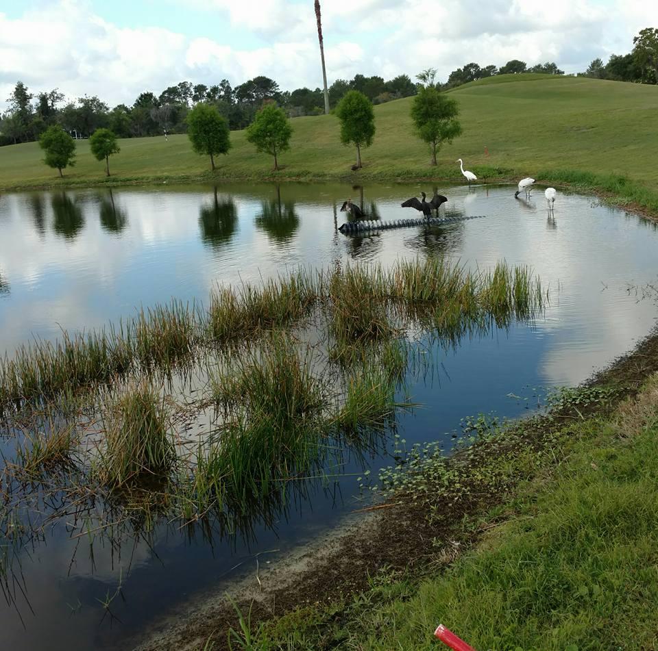 More nature on golf course. We saw 2 white Wood Storks, 2 Anhinga and a Snowy Egret all in one spot. Anhinga dive underwater to get fish. They are drying their wings.