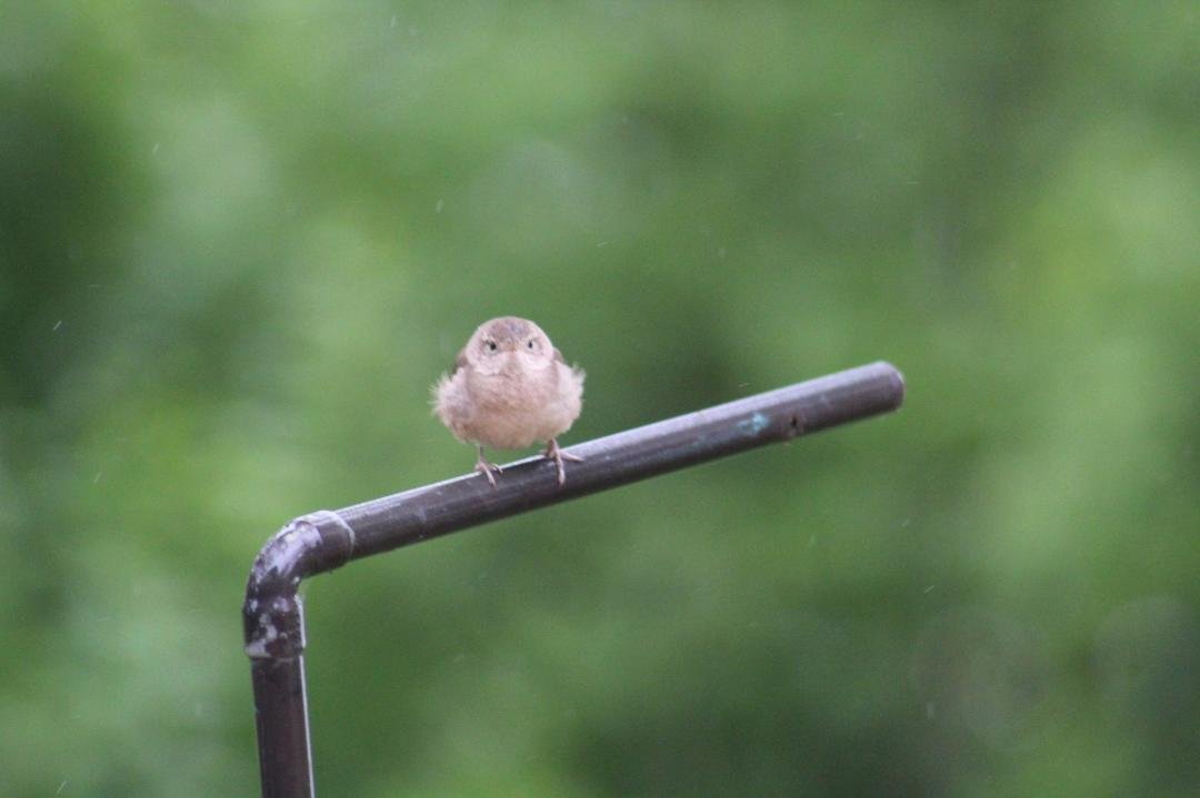 Guess we aren't the only ones disliking the rain and cool weather.  Stay tuned tomorrow for more creatures.