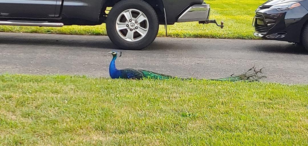 Peacock roaming the neighborhood.