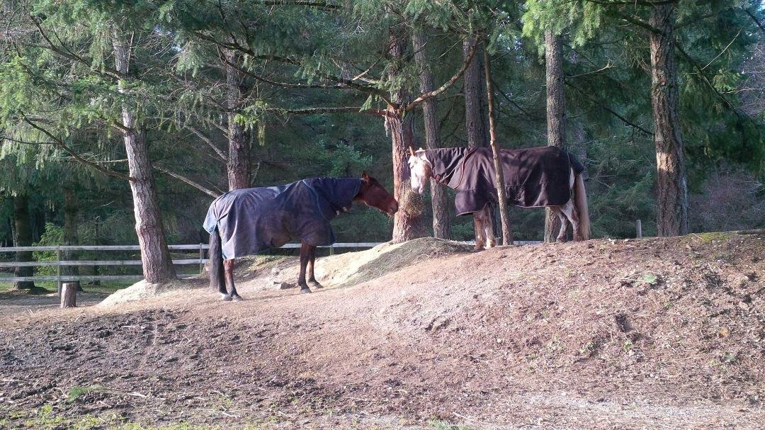 New Year's Day lunch for Burney and Jimmy in the sun.