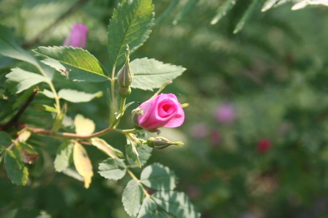 Pink Arizona Miniture rose