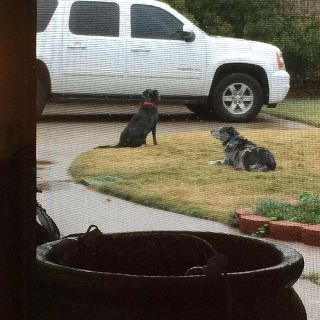 Looking for squirrels this is the morning ritual. Can you guess which is the hunter and which is the header or which is the male and which is female.