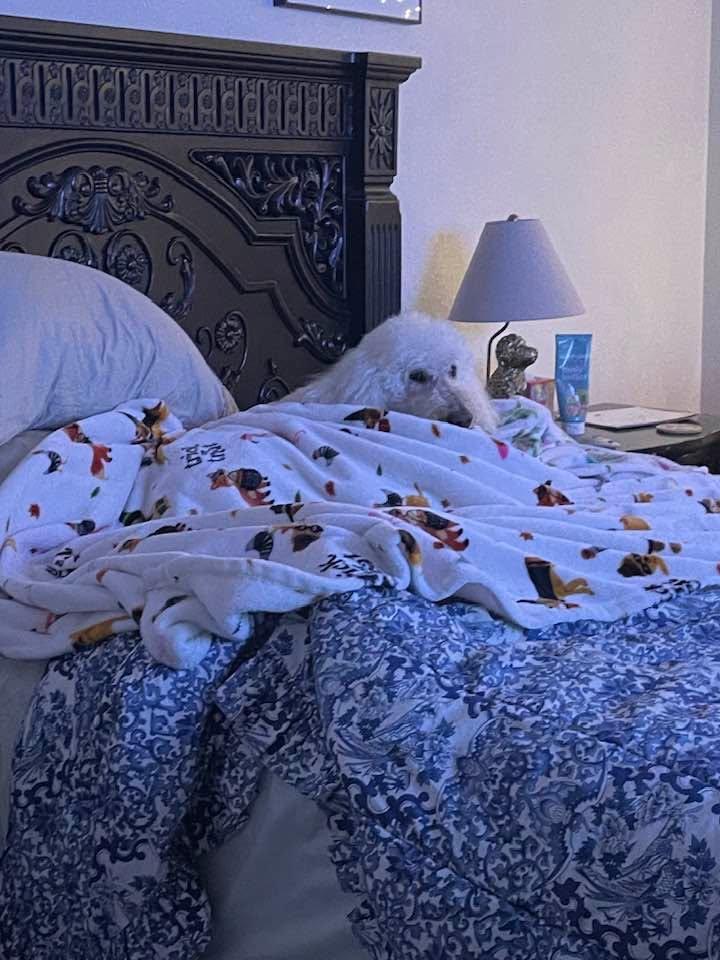 Lucy seeking protection at the head of my bed.. Mom protect me from the loud noise It’s scary.!