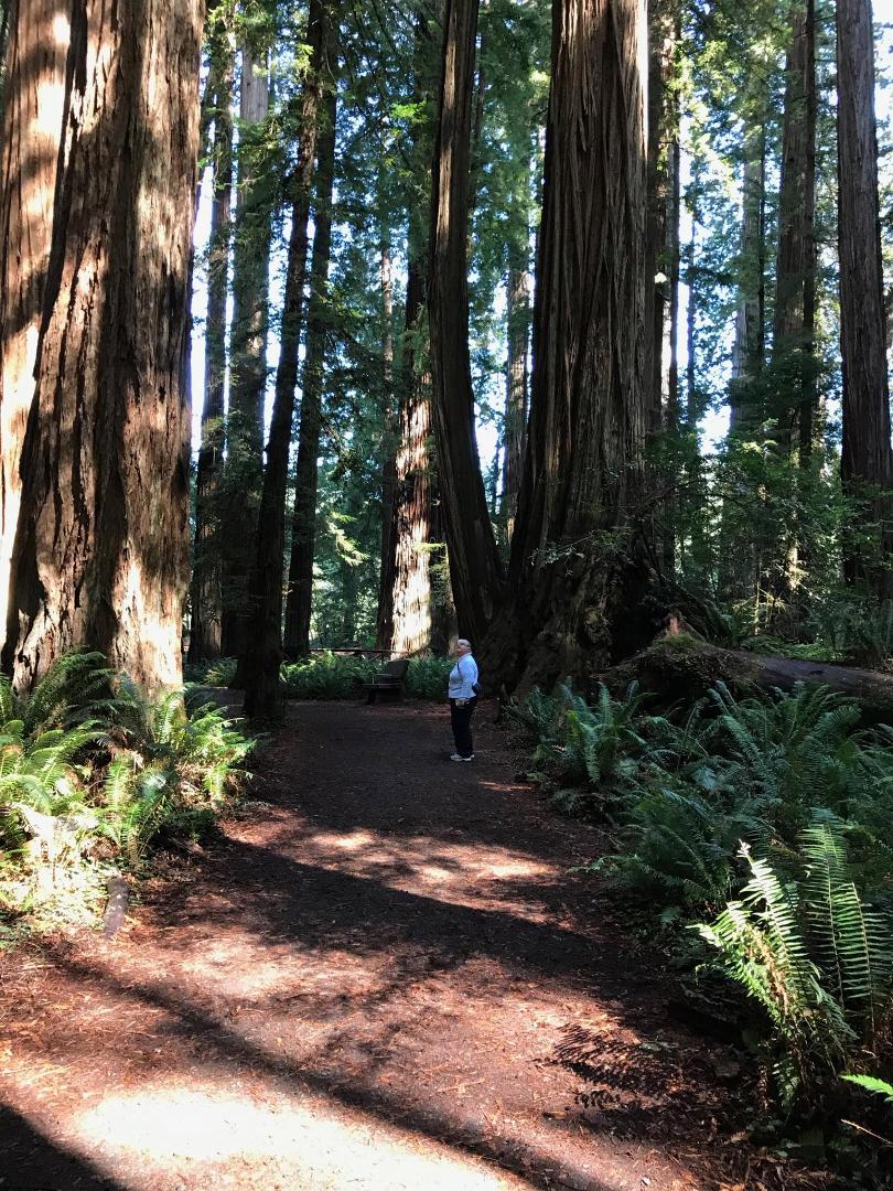 Not the forests of Endor, but close.