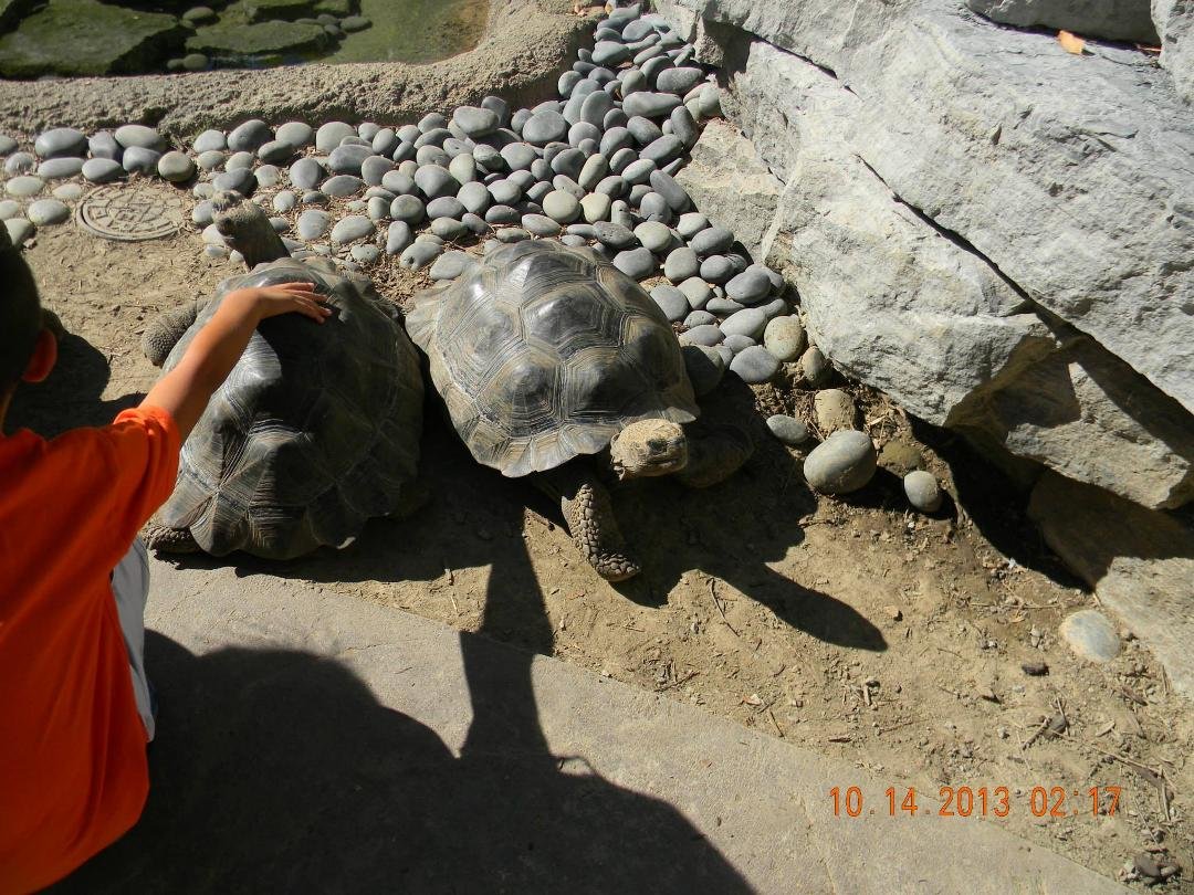 Lori Johnson's album, CINCINNATI ZOO