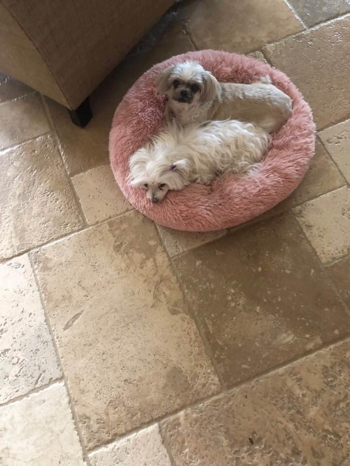 Marilyn sharing her bed with her new buddy Trixie. So sweet