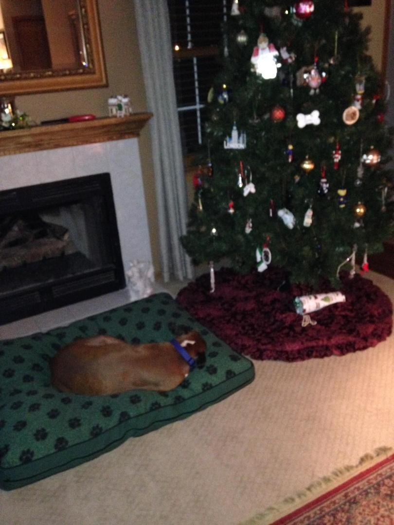 I am dreaming about Santa, Bones and the new female 🐩canine that lives across the way.