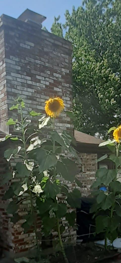 Sunflower season, shooting up to the chimney.