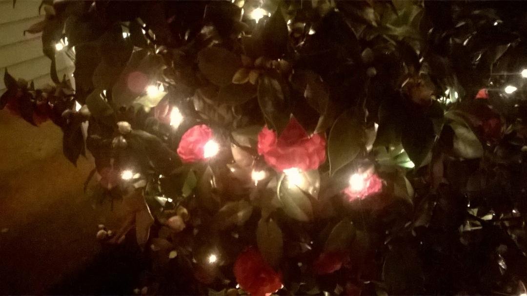 Merry Christmas. Here in Baltimore we have flowers blooming on our Christmas decorated bushes!
