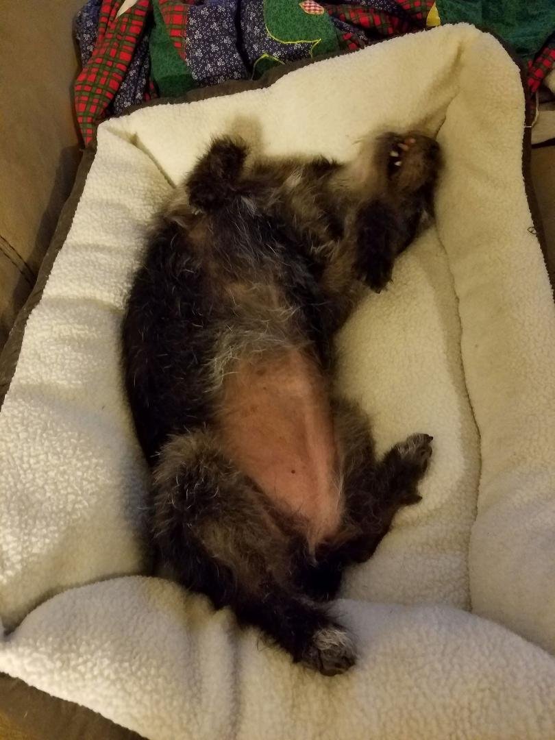 i pulled out Inkys bed from her early days. it's still a hit!!