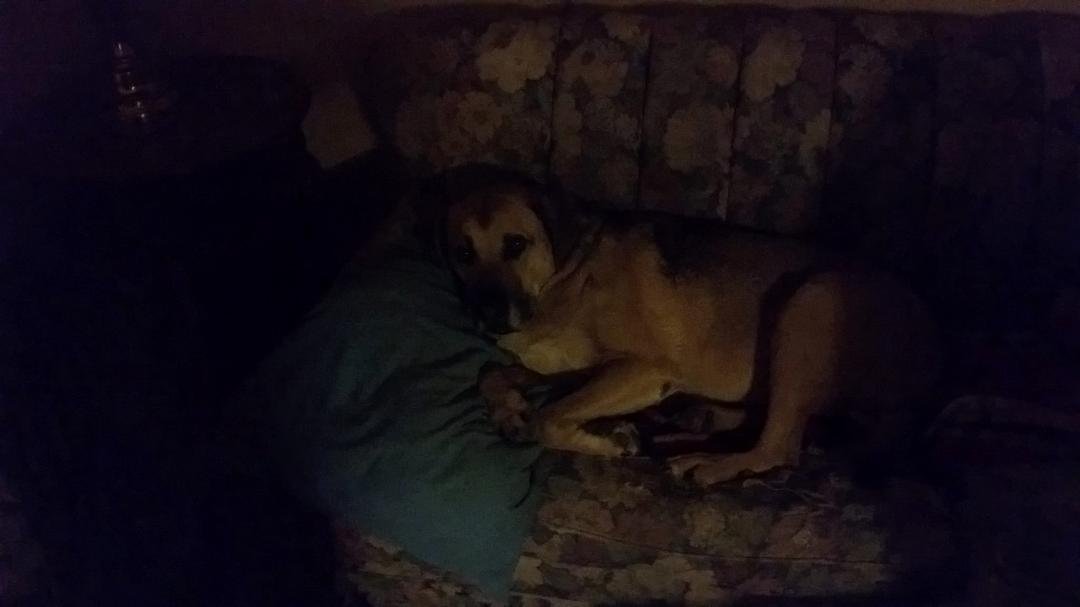 duke our 4 legged friend.