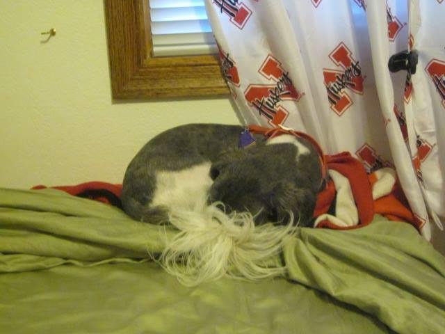 this is where max naps while im on computor