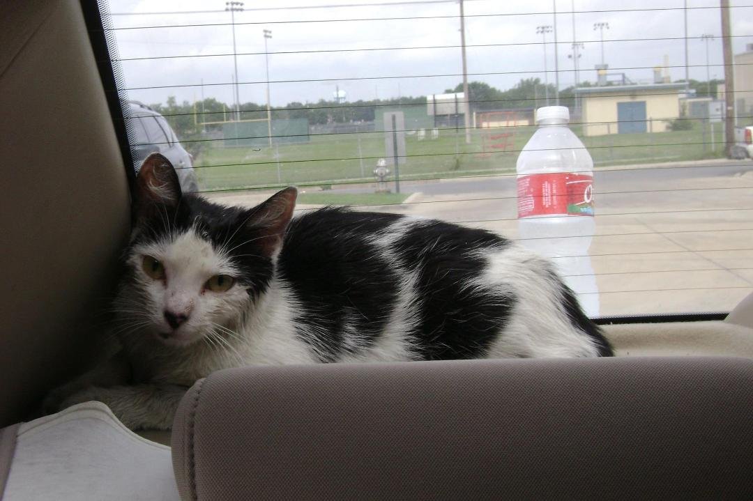 Driving to work this morning... found this little girl on HWY 287 with a chip bag on her head. Immediate Rescue needed.