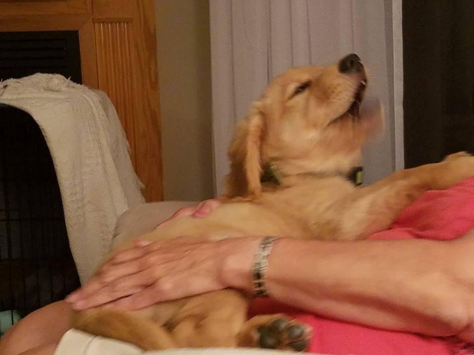 The new member of the Dawson family.Our golden retriever "Barney". Three months old.