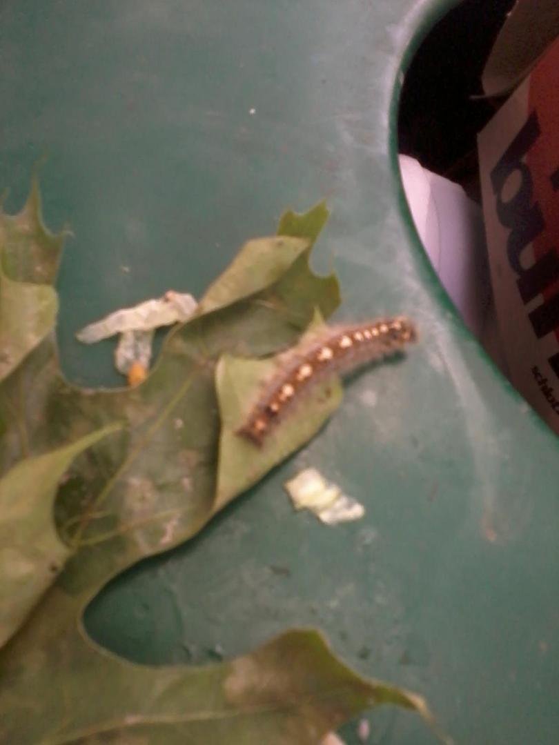 Ok see if you can tell what birds pictire os on the back this caterpillar.  Hint it is my favorite bird. I wonder how many people know me well enough to answer that question.