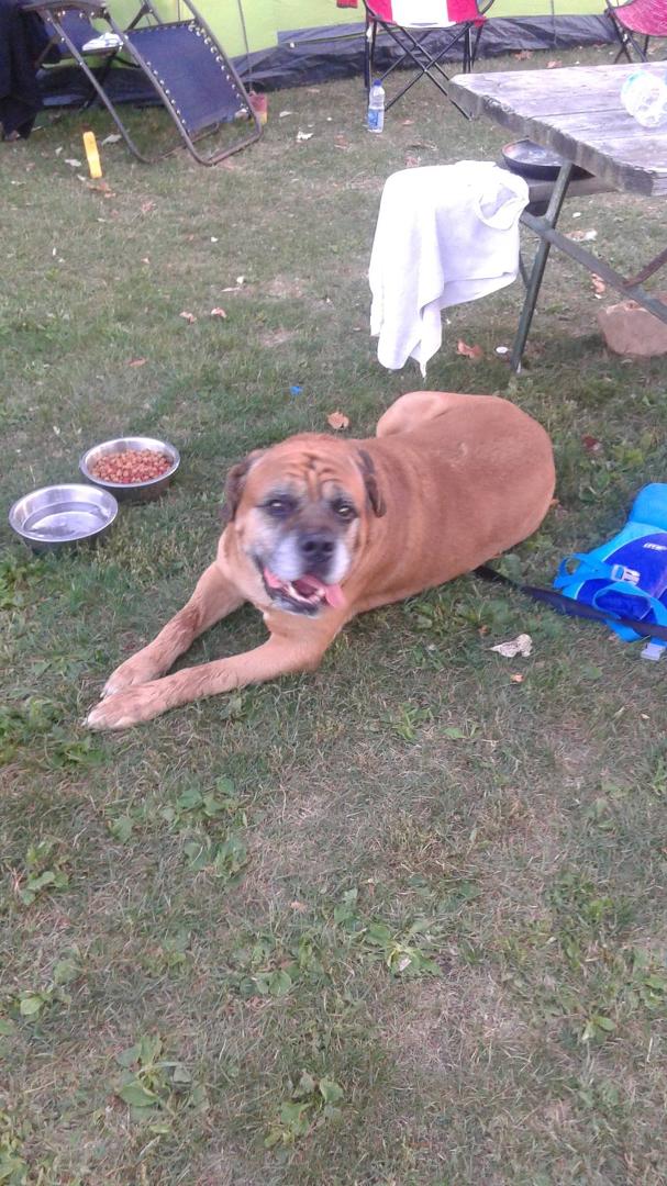 RIP My beautiful SIRE! sadly passed today, peacefully at home, l will miss you my moose, my buddy and pal, so heart broken right now,now you can run with the dogs in heaven,forever a part of my heart!