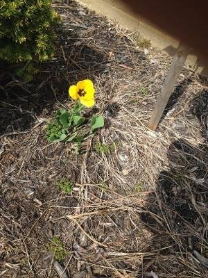 Another one of my mystery flowers bloomed. It appears to be a tulip.