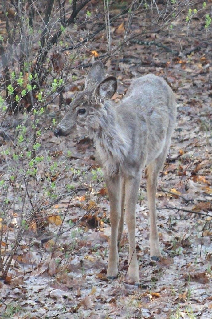 Michael Prinn's album, DEER MY Backyard