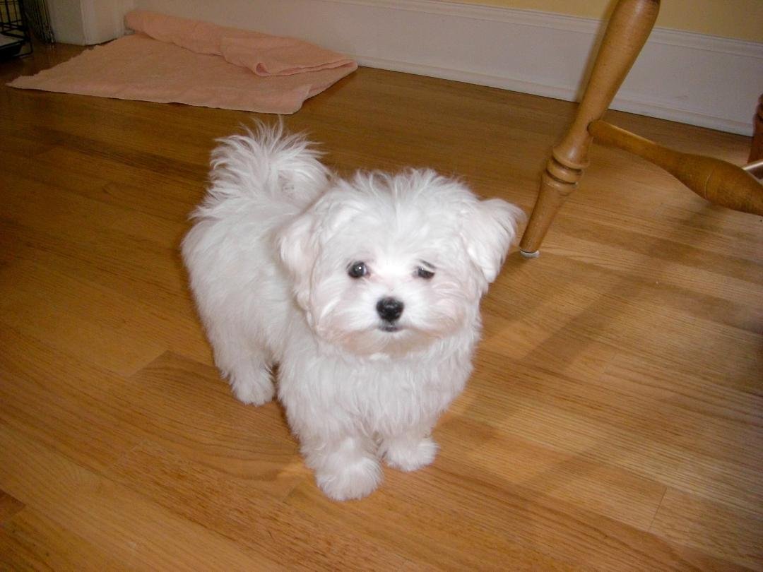 I rarely post but I think posting is easier than the heartbreaking calls and texts to tell of a huge loss to me and my family. Kirby was a member of the family who brought and received unconditional love from all of us.