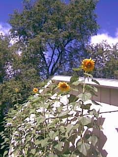 David Jackson's album, sunflowers