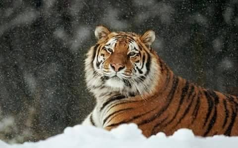My dream pet!!!