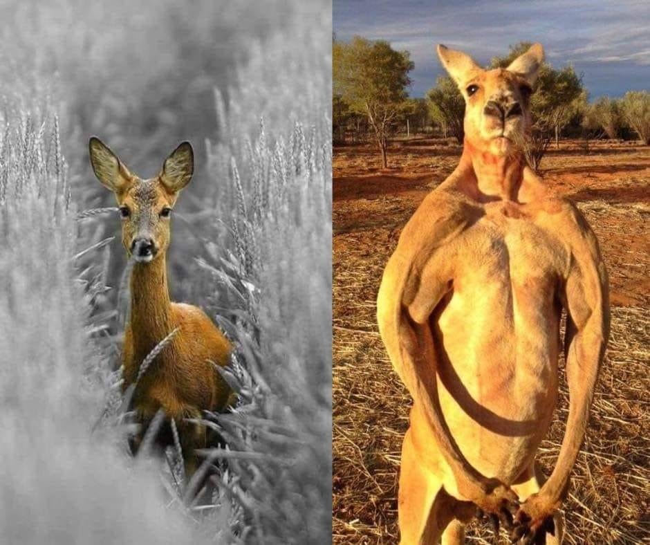 "Kangaroos are just deer who went to prison."