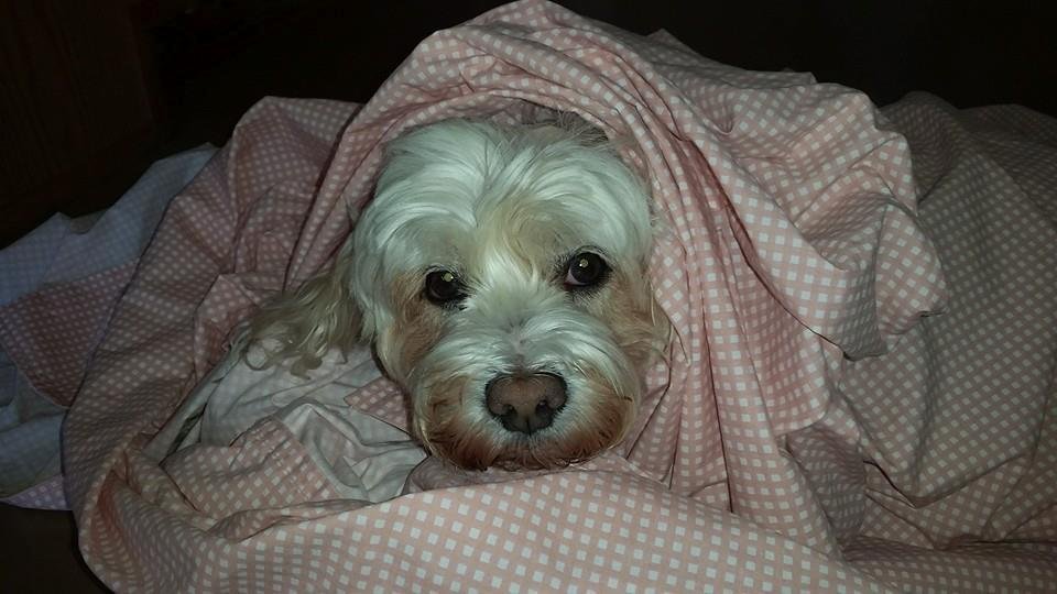 MY VERY TIRED PUP NAMED HOPE!