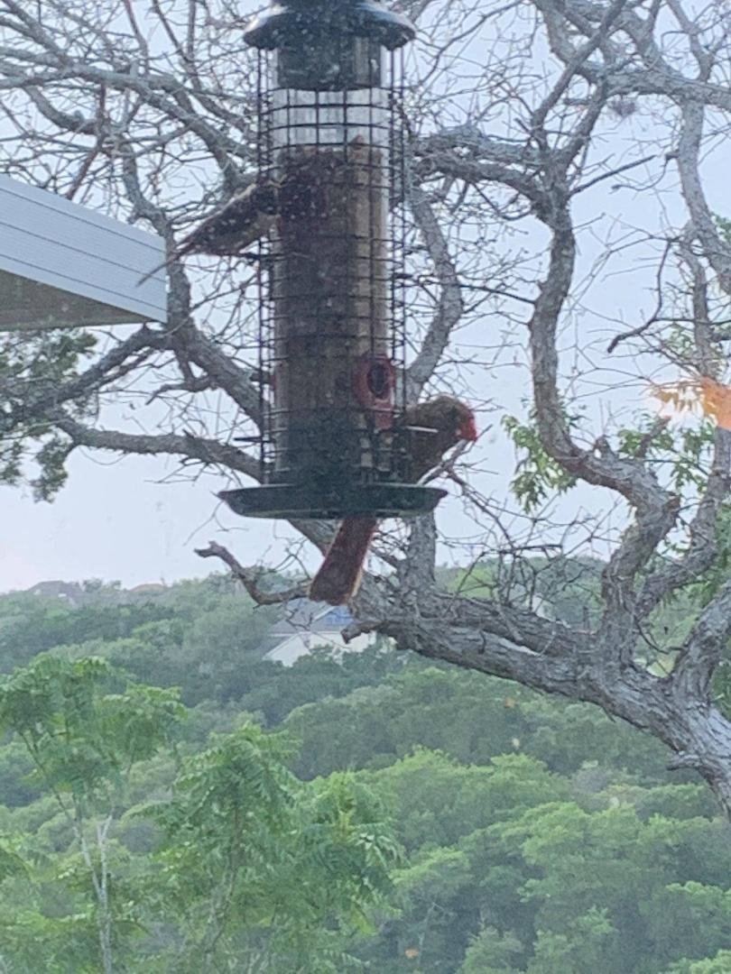 Already attracting birdies.