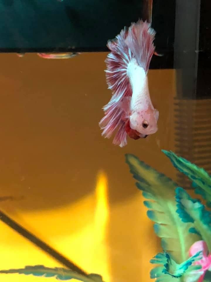 Introducing my newest.... Rocky Balbubble!!! (Thank you Sarah for the name!!)