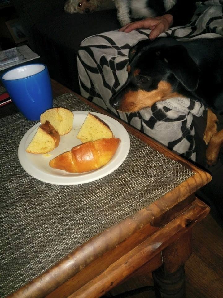 This is our min pin trying to snatch a piece. The other two are don't care.