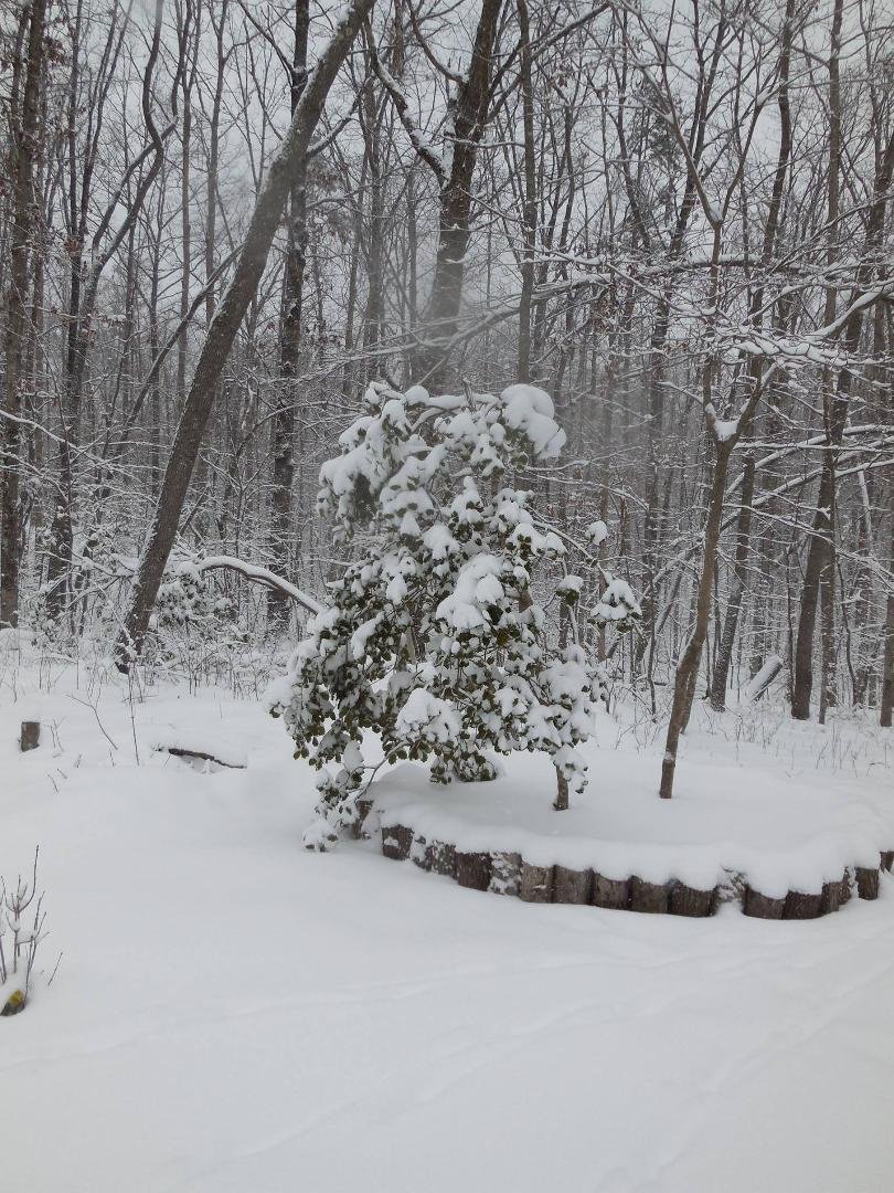 Front yard - holly and dogwood tree
