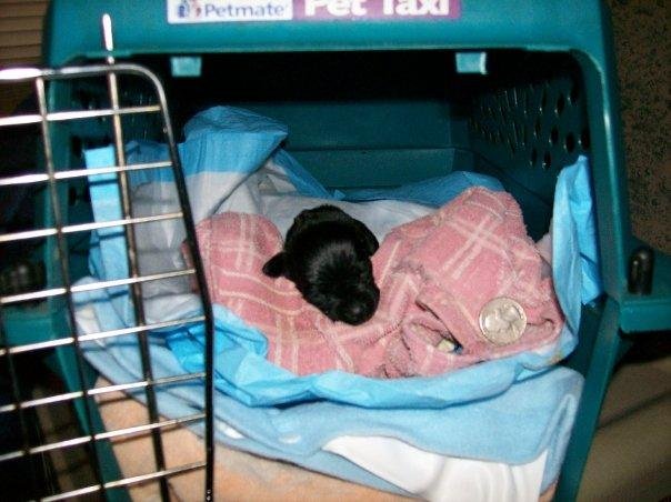 Carl took this picture to show how small the little guy is. He put a quarter in the crate next to him.