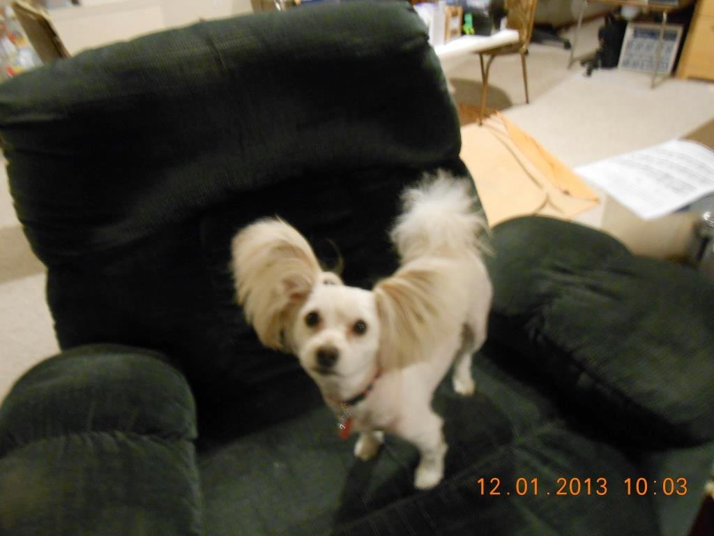 This is my Gizmo!!