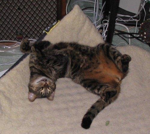Spanky my cat
