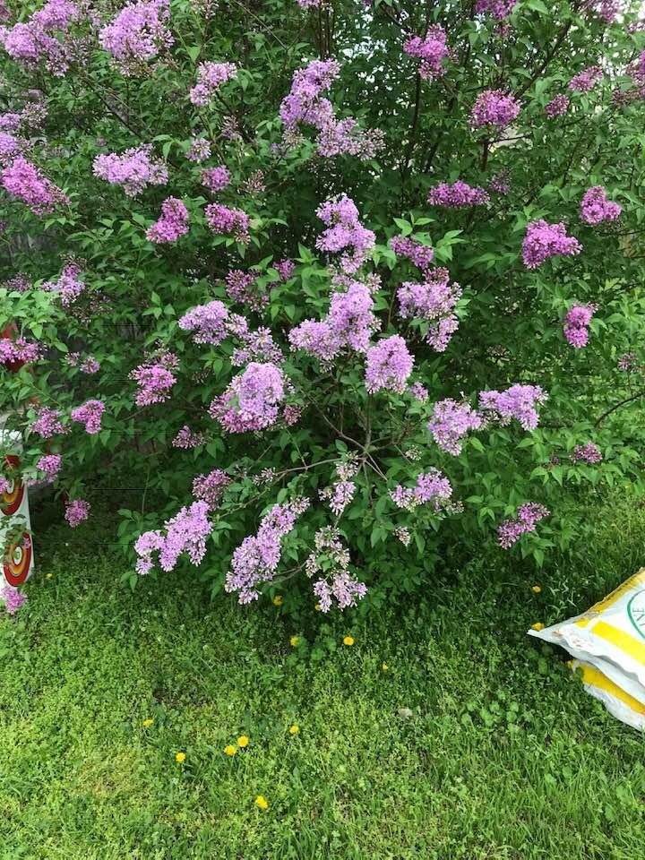 My beautiful lilac bush. Smells so good