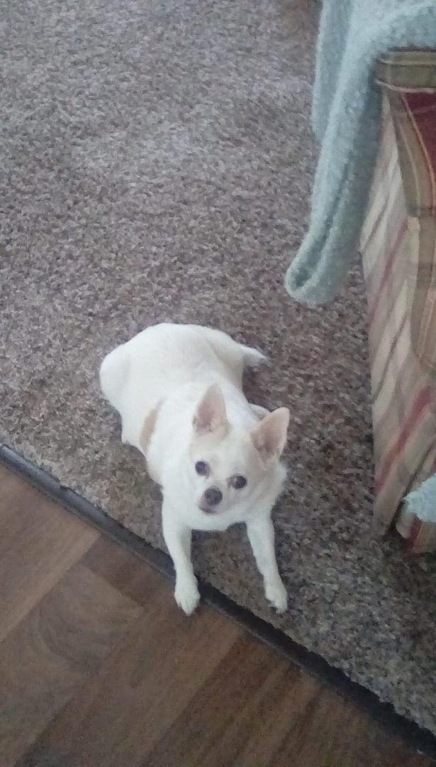 Milo National dog day!
