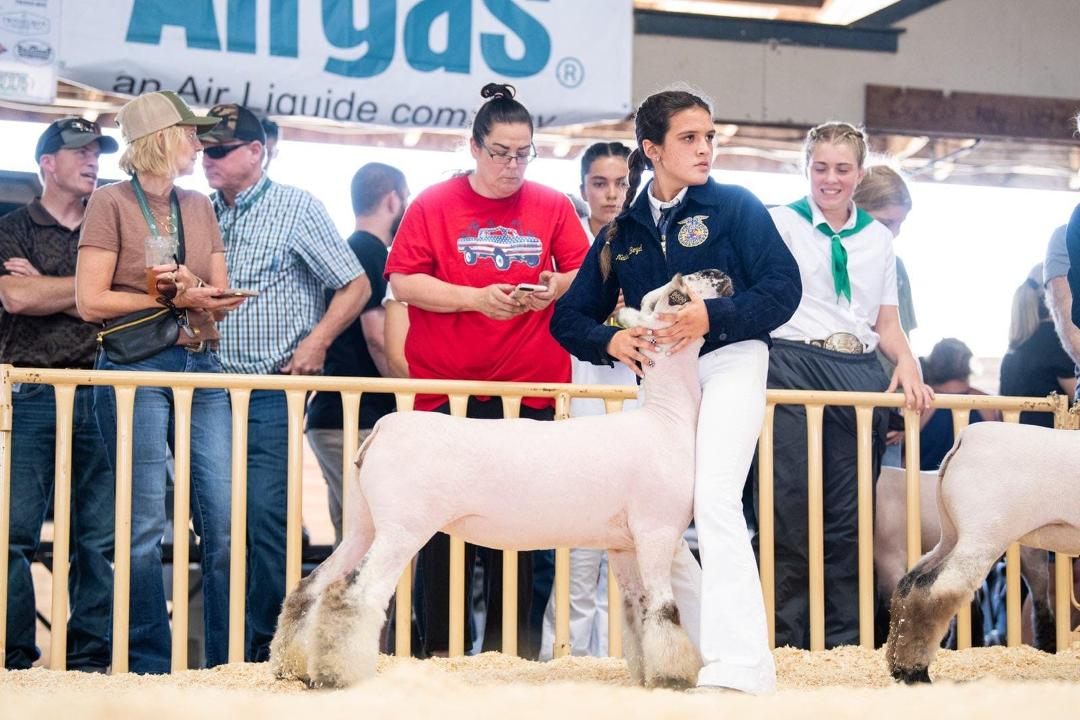 FFA Reserve Champion Whiteface Cross
Palace x 0315
Exhibited by Leilani Boyd, Morro Bay FFA
